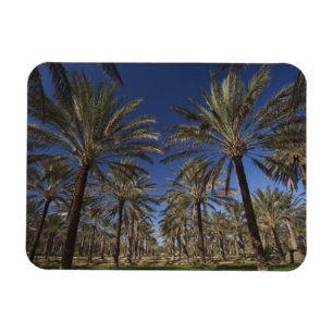 Íman Tunísia, Deserto do Saara, Douz, Zona Turística, 2