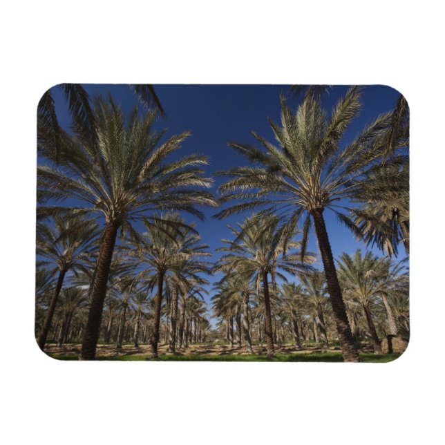 Íman Tunísia, Deserto do Saara, Douz, Zona Turística, 2 (Horizontal)