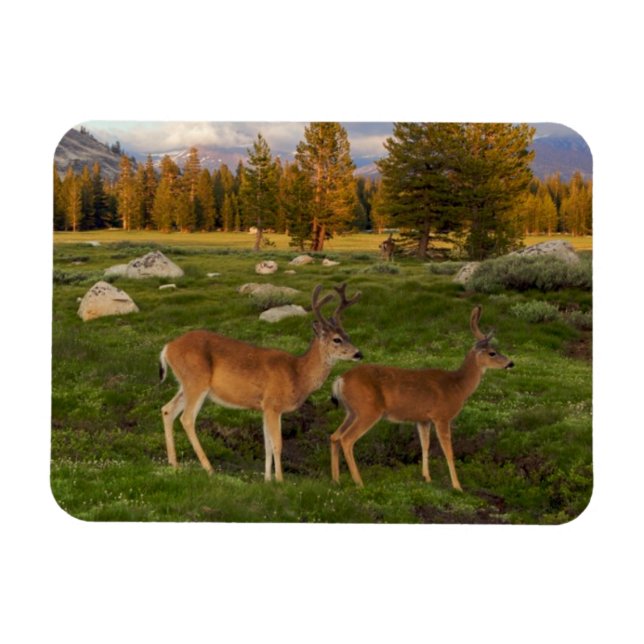 Íman Tuolumne Meadow, Yosemite (Horizontal)