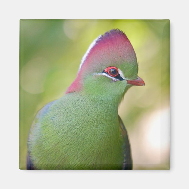 Íman Turaco de armação de pescadores (Frente)