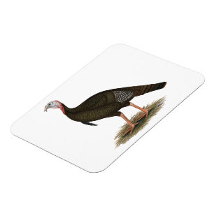 Íman Turkey: Eastern Wild Tom