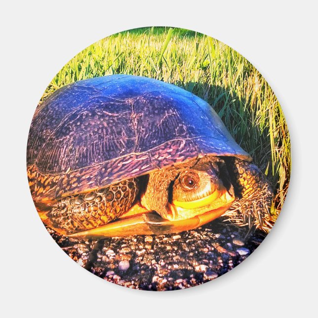 ÍMAN TURTLE MAGNET (Frente)