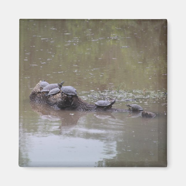 Íman Turtle Magnet (Frente)