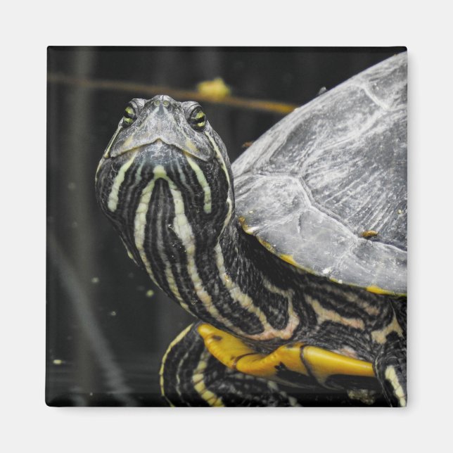 Íman Turtle Magnet (Frente)