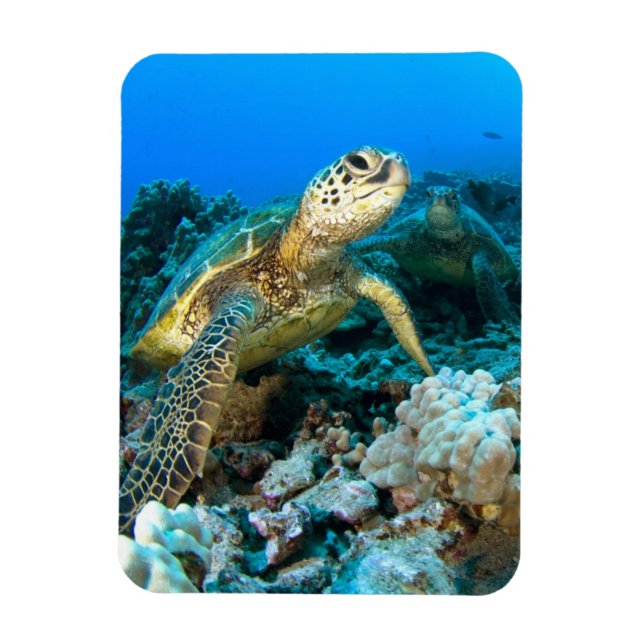 Íman Turtle Pair (Vertical)
