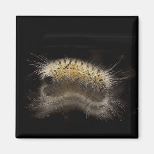 Íman Tussock Caterpillar da hicória