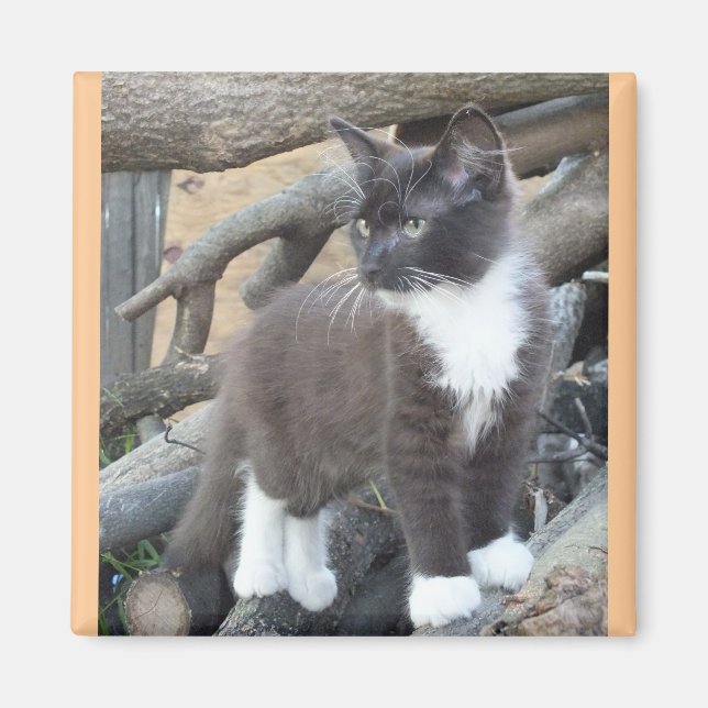 Íman Tuxedo Kitten (Frente)