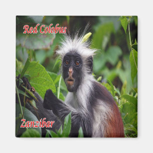 Íman TZ - Tanzânia - Zanzibar - Colobus Vermelho