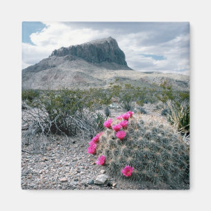 Íman U.S.A., Texas, Parque Nacional Big Bend. Blooming