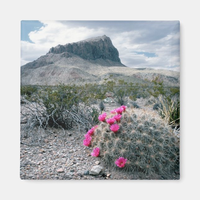 Íman U.S.A., Texas, Parque Nacional Big Bend. Blooming (Frente)