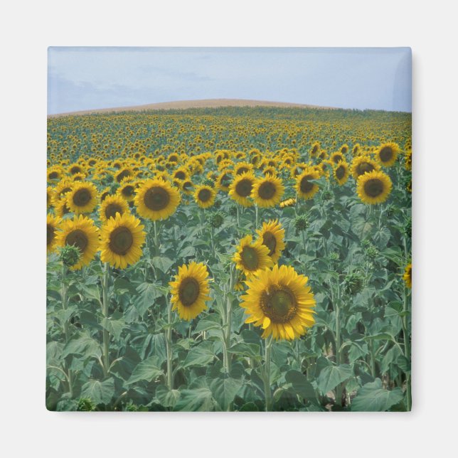 Íman UE, França, Provença, Campo de girassóis (Frente)