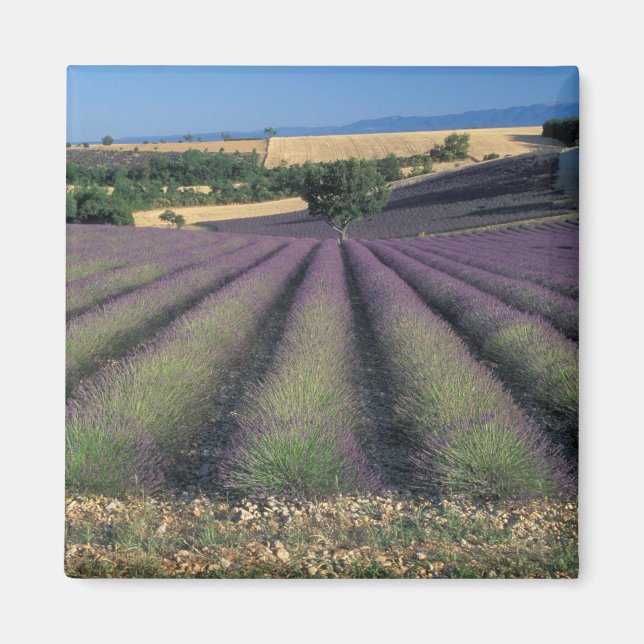 Íman UE, França, Provença, Campos de lavanda 2 (Frente)