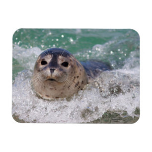 Íman Um bebê foca surfando