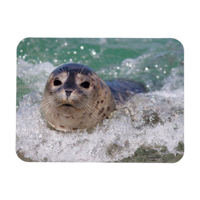 Íman Um bebê foca surfando (Horizontal)