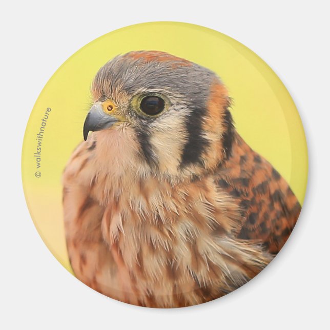 Íman Um belo Kestrel Americano (Frente)