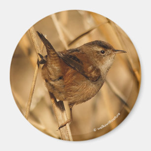 Íman Um belo Marsh Wren em... onde mais?