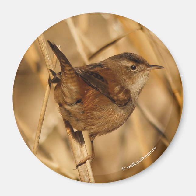 Íman Um belo Marsh Wren em... onde mais? (Frente)