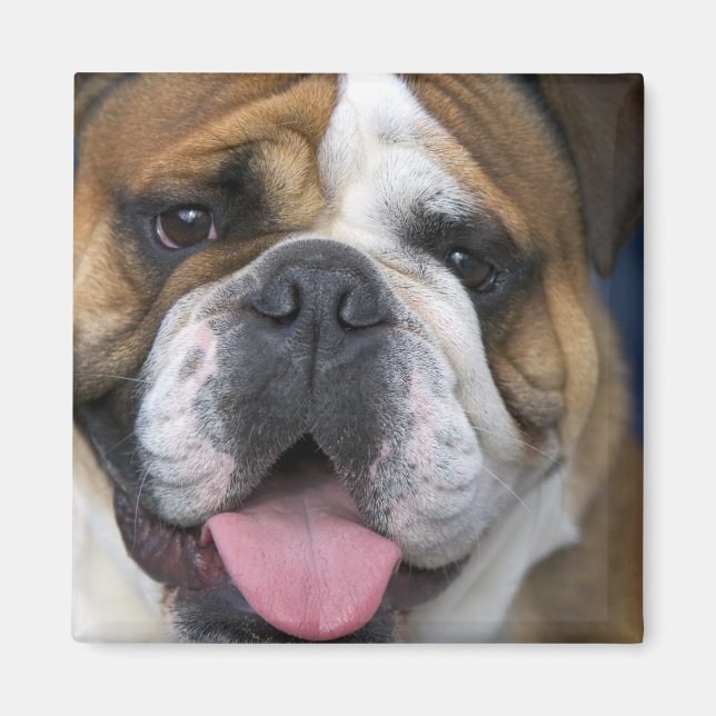 Íman Um bulldog inglês na Bélgica. (Frente)