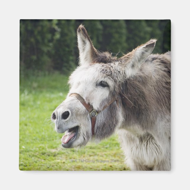 Íman Um burro (Frente)