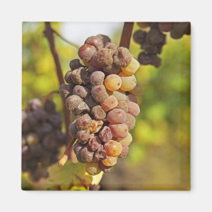 Íman Um cacho de uva Semillon mofado no Ch Raymond Lafo
