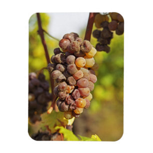 Íman Um cacho de uva Semillon mofado no Ch Raymond Lafo