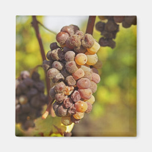 Íman Um cacho de uva Semillon moldado em Ch Raymond Laf