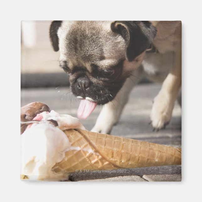 Íman Um cachorro comendo um sorvete de um pavimento (Frente)