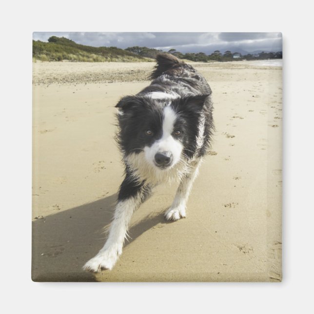 Íman Um Cachorro De Collie Na Praia (Frente)