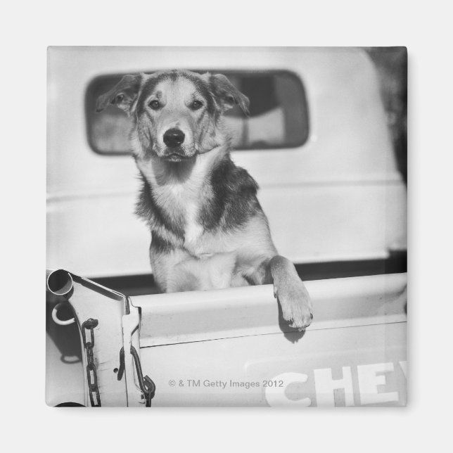 Íman Um cachorro no carro. (Frente)