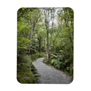 Íman Um caminho através de uma floresta tropical na bas