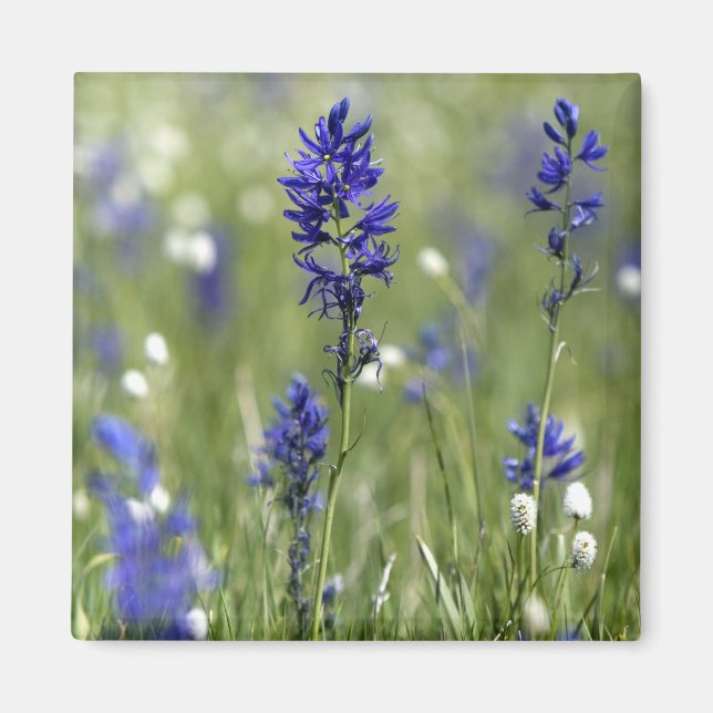 Íman Um campo de montanha de flores silvestres, incluin (Frente)