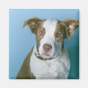 Íman Um cão