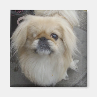 Íman um cão de olhos