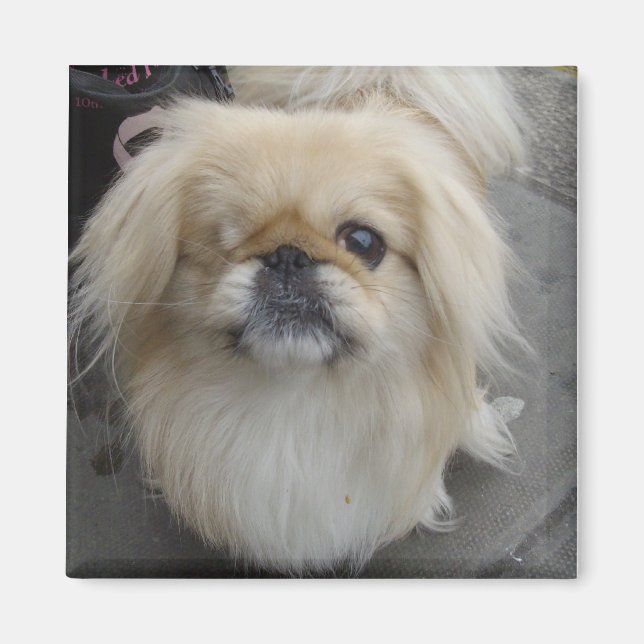 Íman um cão de olhos (Frente)