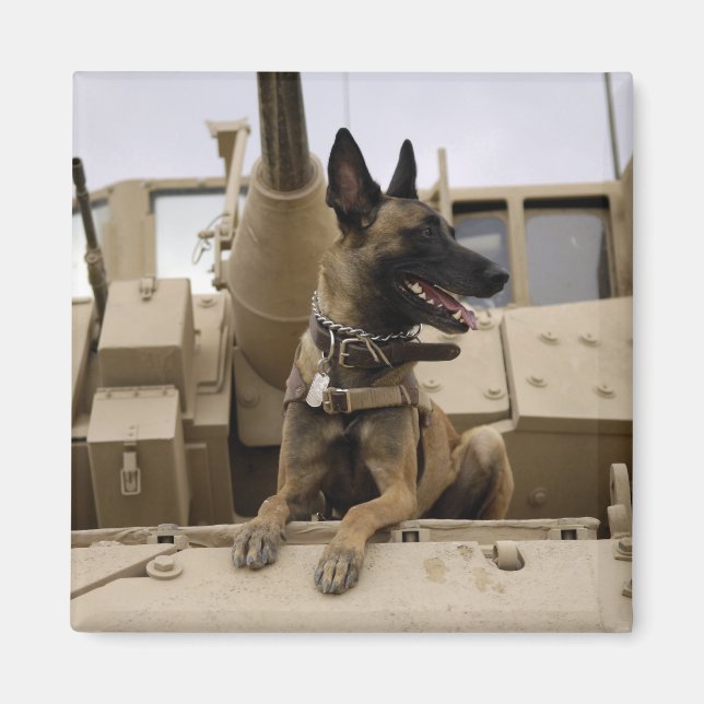 Íman Um cão de trabalho militar senta-se num M2A3 (Frente)