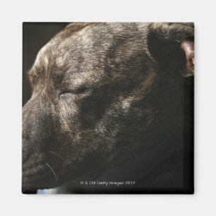 Íman Um cão do pitbull do sono