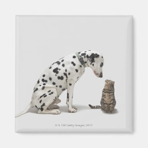 Íman Um cão que olha um gato