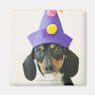 Íman Um cão que veste um chapéu engraçado