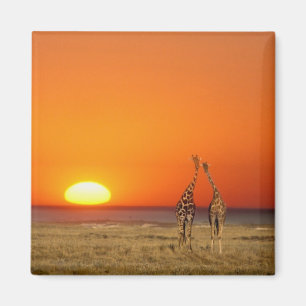 Íman Um casal de girafas caminha para o pôr do sol, em