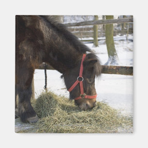 Íman Um cavalo nativo original de Gotland onde