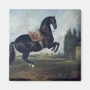 Íman Um cavalo preto que executa o Courbette