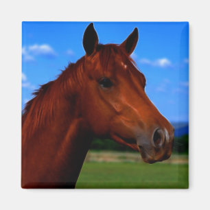 Íman Um cavalo que está orgulhoso