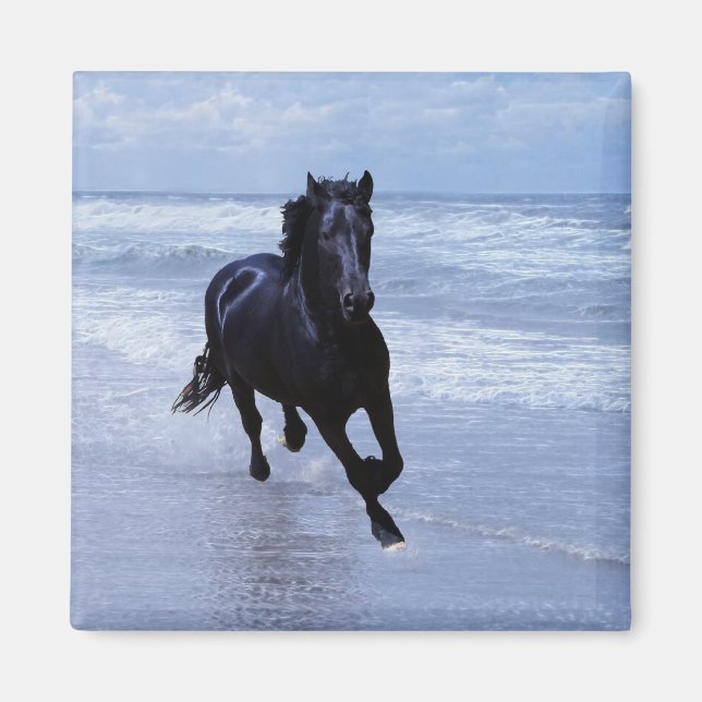 Íman Um cavalo selvagem e livre (Frente)