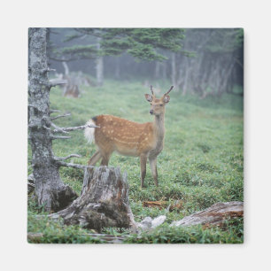 Íman Um cervo novo em um esclarecimento da floresta