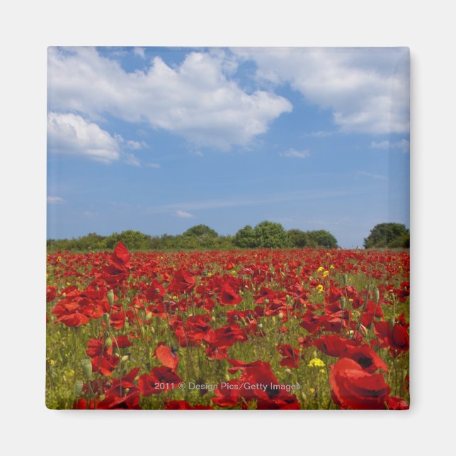 Íman Um Cheio De Campo De Flores Vermelhas (Frente)