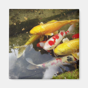 Íman Um cheio fluvial de carpas koi japonesas