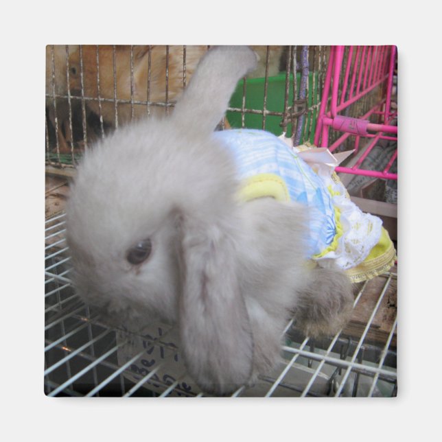 Íman Um coelho num vestido (Frente)