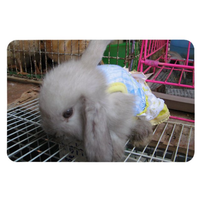 Íman Um coelho num vestido (Horizontal)
