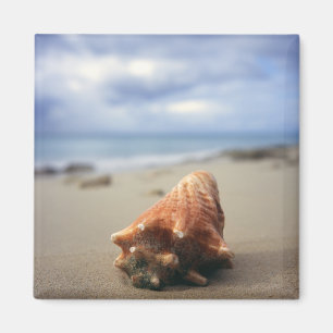 Íman Um Conch Shell no St. Croix da praia , Usvi