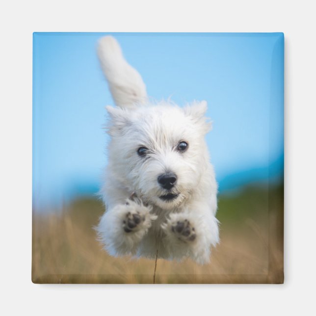 Íman Um Cute West Highland Terrier Puppy Correndo (Frente)